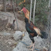 تخم مرغ اوشامو|خوردنی و آشامیدنی|مشگین شهر, |دیوار