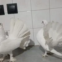 کبوتر دم چتری معاوضه