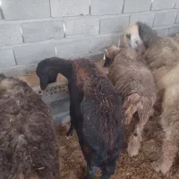 میش، افشاری