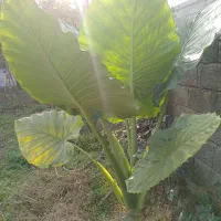 گیاه بابا آدم|گل و گیاه طبیعی|اسالم, |دیوار