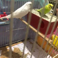 مرغ عشق|پرنده|بجنورد, |دیوار