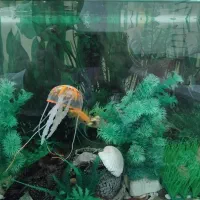 آکواریوم همراه با ماهی و وسایل|ماهی|سقز, |دیوار