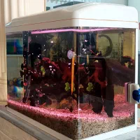 آکواریوم شیشه خم شرکتی|ماهی|لنجان, |دیوار