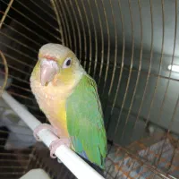 جوجه برزیلی گرینچیک راهب
