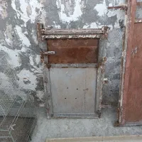 کفتر سار  ماده،در چخ وقفل کفتر،نورافکن دونخور کفتر|پرنده|مشهد, کوی دروی|دیوار