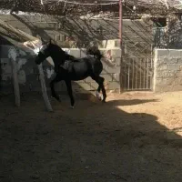 کره نریون دره شوری|اسب و تجهیزات اسب‌سواری|مهریز, |دیوار