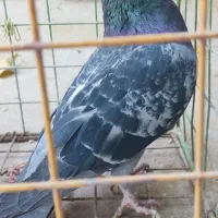 سه عدد کبوتر خوب