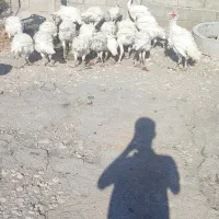 بوقلمون نر درجه ۱|حیوانات مزرعه|کرمانشاه, |دیوار