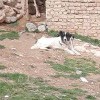 سگ گله|سگ|چادگان, |دیوار