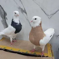 توقی سینه ای،اصفهانی ،ابلغ سبز زیبا|پرنده|مهریز, |دیوار