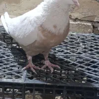 ۲۵کفتر رنگه درجه یک قلدرپابلند|پرنده|کاشمر, |دیوار