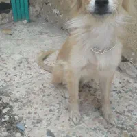 سگ اشبیتز ماده خانگی