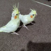 عروس هلندی یک جفت