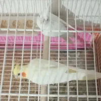 یک جفت عروس هلندی مولد با قفس|پرنده|زاهدان, |دیوار