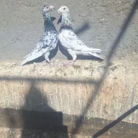 کفتر پرنده|پرنده|تربت‌حیدریه, مسجد جامع|دیوار