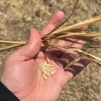 فروش جو برداشتی دیم انصار|لوازم جانبی حیوانات|تهران, آسمان|دیوار