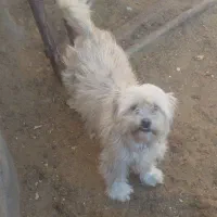 سگ ماده پاکوتاه شیتزو