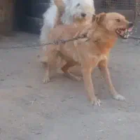 سگ‌ ماده