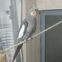 جوجه عروس سینامون ۶ ماهه نر