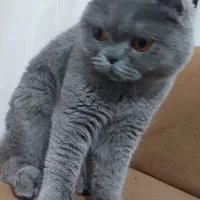 گربه اسکاتیش