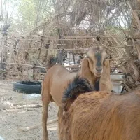 گوسفند نژادار پاکستانی|حیوانات مزرعه|کهنوج, |دیوار