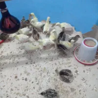 جوجه طاووس  دومیلیون
