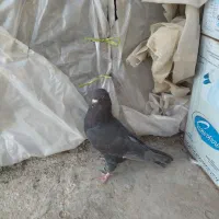 سوسکی سیاه|پرنده|بجنورد, |دیوار