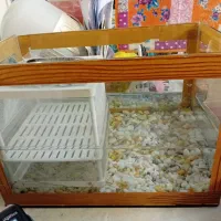 اکواریوم ماهی شیک