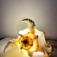 صدف مورکس خاص و کلکسیونی