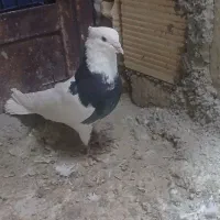 کفتر.