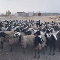 تعداد ۱۷۰ راس میش شال بره دار و ابستن