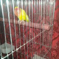 یک عدد طوطی