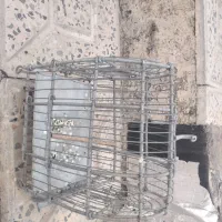 قفس کوچیک|حیوانات|ایلام, |دیوار