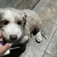 سگ پاکوتا