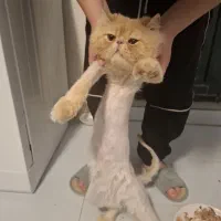 گربه خانگی اصل پرشین و بیریتیش