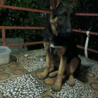 سگ ژرمن