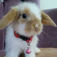 بچه خرگوشهای مینی لوپ و جرسی