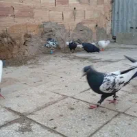 کبوتر|پرنده|سبزوار, جهاد کشاورزی|دیوار