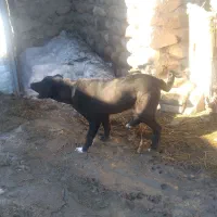 سک سرابی آلابا