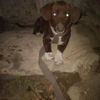 سگ شکاری ۶ ماهه