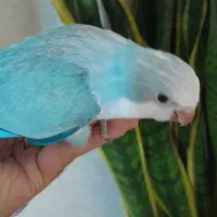 دنیای رنگی جوجه های راهب خرید مستقیم|پرنده|تهران, آهنگ|دیوار