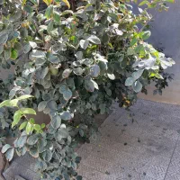 منزل مسکونی ویلایی حیاط دار