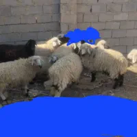 گوسفند مالداری