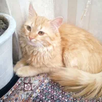 گربه پرشین