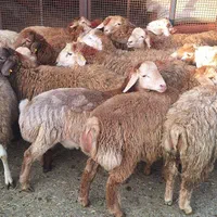 گوسفند زنده جوان و چاق دام سپید(قائم سابق)کل کرج