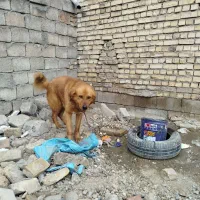 سگ ویلایی آرام وبی سرصدا