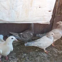 کبوتر هفرنگ خطی