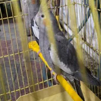 عروس هلندی دوعددباهم