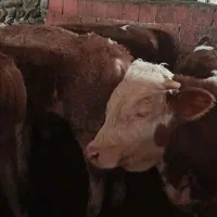 فروش 4راس گوساله نر سیمینتال خالص