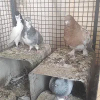 کفتر گرفتنی